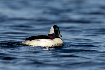Bufflehead male taken in central MN in the wild