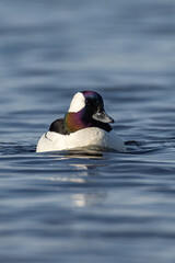 Bufflehead male taken in central MN in the wild
