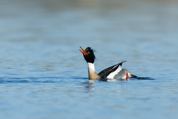 Red-breasted Merganser taken in southern MN