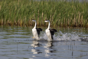 Western Grebe taken in central MN