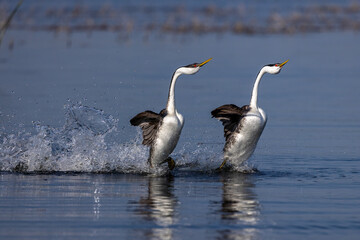 Western Grebe taken in central MN