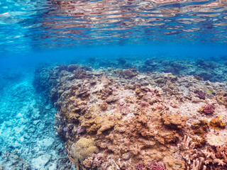 Fototapeta na wymiar 広大な素晴らしいサンゴ礁。日本国沖縄県島尻郡座間味村座間味島から渡し船で渡る嘉比島のビーチにて。 2022年11月23日水中撮影。 
