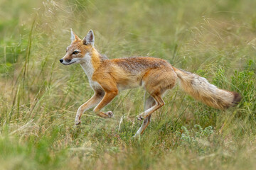 Obraz premium Swift Fox adult running taken in eastern Wyoming in the wild