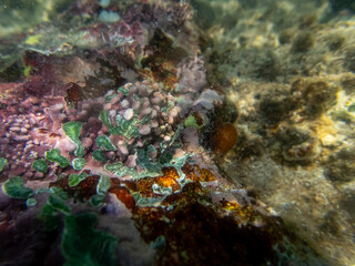 Giant tridacna in the Red Sea coral reef