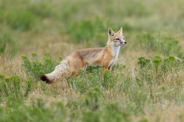 Naklejka na ściany i meble Swift Fox adult female taken in eastern Wyoming