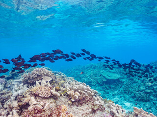 Naklejka na ściany i meble 素晴らしいサンゴ礁の美しいナガニザ（ニザダイ科）の群れ他。日本国沖縄県島尻郡座間味村座間味島から渡し船で渡る嘉比島のビーチにて。 2022年11月23日水中撮影。 
