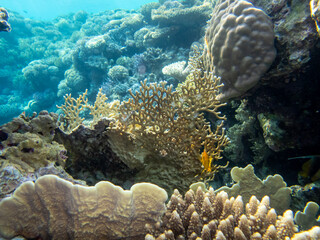 Giant tridacna in the Red Sea coral reef