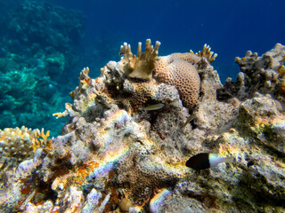 Giant tridacna in the Red Sea coral reef