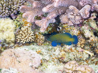 素晴らしいサンゴ礁の美しいアオノメハタ（ハタ科）他。

日本国沖縄県島尻郡座間味村座間味島から渡し船で渡る嘉比島のビーチにて。
2022年11月23日水中撮影。
