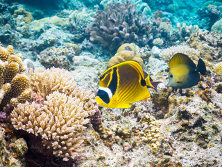 Fototapeta na wymiar 素晴らしいサンゴ礁の美しいチョウハン（チョウチョウウオ科）、ゴマハギ（ニザダイ科）他。日本国沖縄県島尻郡座間味村座間味島から渡し船で渡る嘉比島のビーチにて。 2022年11月23日水中撮影。 
