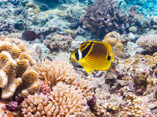 Fototapeta na wymiar 素晴らしいサンゴ礁の美しいチョウハン（チョウチョウウオ科）、ゴマハギ（ニザダイ科）他。日本国沖縄県島尻郡座間味村座間味島から渡し船で渡る嘉比島のビーチにて。 2022年11月23日水中撮影。 