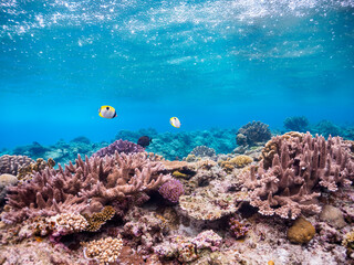Fototapeta na wymiar 素晴らしいサンゴ礁の美しいヒフキアイゴ（アイゴ科）他。日本国沖縄県島尻郡座間味村座間味島から渡し船で渡る嘉比島のビーチにて。 2022年11月23日水中撮影。 