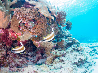 素晴らしいサンゴ礁の美しいミナミハタタテダイ（チョウチョウウオ科）他。

日本国沖縄県島尻郡座間味村座間味島から渡し船で渡る嘉比島のビーチにて。
2022年11月23日水中撮影。
