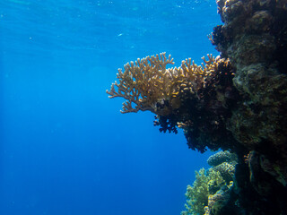 Giant tridacna in the Red Sea coral reef