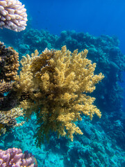 Fototapeta na wymiar Giant tridacna in the Red Sea coral reef