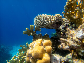 Unusually beautiful corals at the bottom of the Red Sea. Fabulous coral reef.