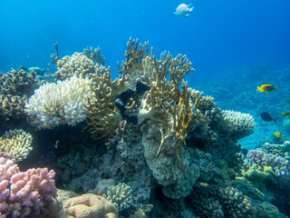 Fototapeta na wymiar Unusually beautiful corals at the bottom of the Red Sea. Fabulous coral reef.