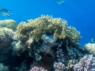 Unusually beautiful corals at the bottom of the Red Sea. Fabulous coral reef.