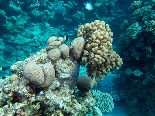 Fototapeta na wymiar Unusually beautiful corals at the bottom of the Red Sea. Fabulous coral reef.