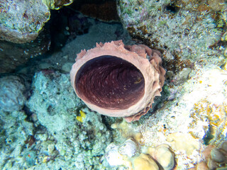 Unusually beautiful corals at the bottom of the Red Sea. Fabulous coral reef.