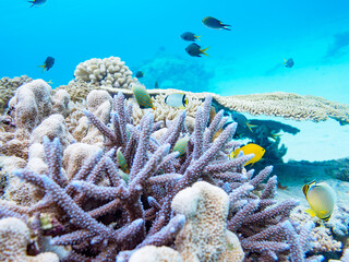 素晴らしいサンゴ礁の美しいテングカワハギ（カワハギ科）の小群他。

日本国沖縄県島尻郡座間味村座間味島から渡し船で渡る嘉比島のビーチにて。
2022年11月23日水中撮影。
