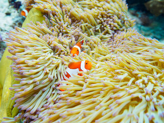 Naklejka na ściany i meble 素晴らしいサンゴ礁の美しいイソギンチャクと可愛いカクレクマノミ（スズメダイ科）の一家。日本国沖縄県島尻郡座間味村座間味島から渡し船で渡る嘉比島のビーチにて。 2022年11月23日水中撮影。 