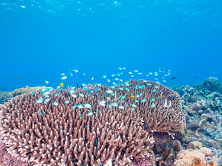 Naklejka na ściany i meble 素晴らしいサンゴ礁の美しいデバスズメダイ（スズメダイ科）の群れ他。日本国沖縄県島尻郡座間味村座間味島から渡し船で渡る嘉比島のビーチにて。 2022年11月23日水中撮影。 