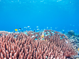 Fototapeta na wymiar 素晴らしいサンゴ礁の美しいデバスズメダイ（スズメダイ科）の群れ他。日本国沖縄県島尻郡座間味村座間味島から渡し船で渡る嘉比島のビーチにて。 2022年11月23日水中撮影。 