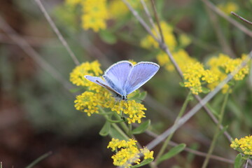 wildlife
