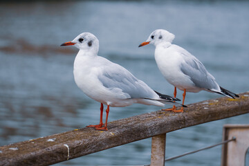 seagulls on the railing in the port