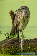 Juvenile Balck-crowned Night Heron Perched on Log