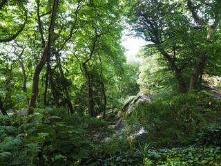 Walk in the Woods to the  in Portugal Sintra 