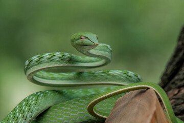 green snake
