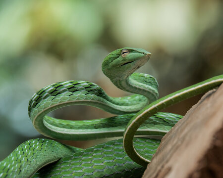 green snake on a tree