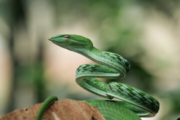 green snake in the grass