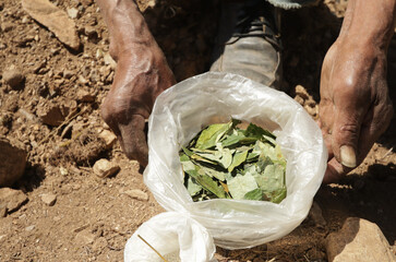 Photos of hands showing coca leaves in the Andes of Peru. Concept of traditions, culture and food.