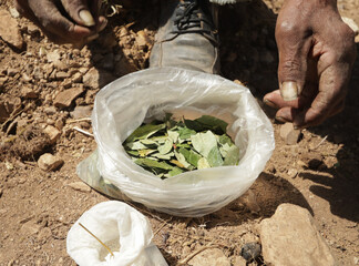 Photos of hands showing coca leaves in the Andes of Peru. Concept of traditions, culture and food.