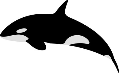 vector of a black and white orca whale. Dolphins. killer whale