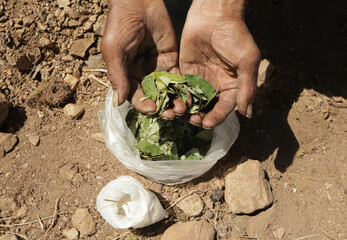 Photos of hands showing coca leaves in the Andes of Peru. Concept of traditions, culture and food.