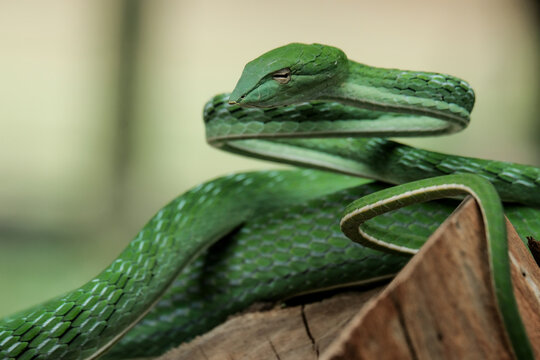 green snake on a tree