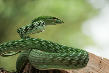 green snake on a tree