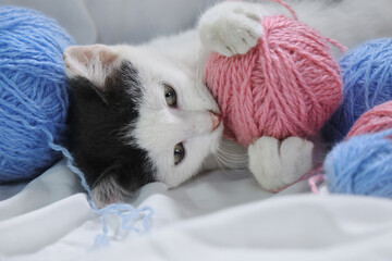 Cozy home background with a pet. A charming cute gray and white kitten lies on a white sheet on the bed and plays with multicolored wool balls of thread. The house cat is resting.