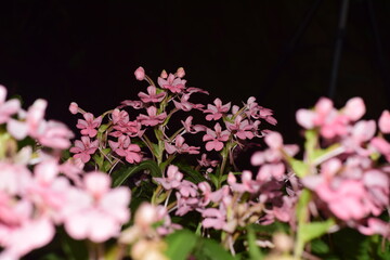 pink flowers blooming in clusters