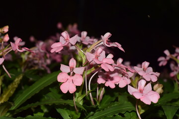 pink flowers blooming in clusters