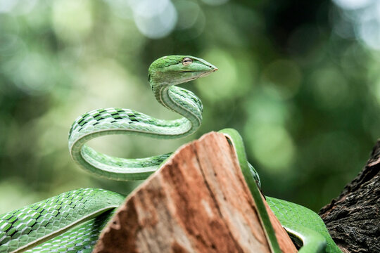 green snake in the tree