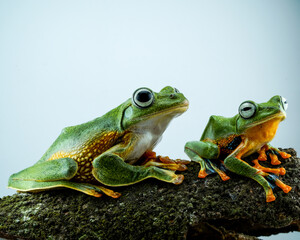 frog on a leaf