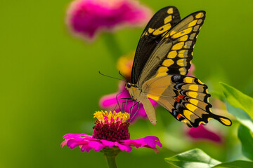 Giant Swallowtail Butterfly on Zinnia Flower