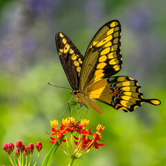 Giant Swallowtail Butterfly on flower