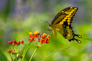 Giant Swallowtail Butterfly on flower