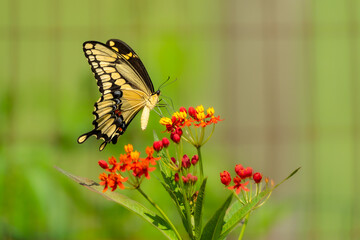 Giant Swallowtail Butterfly on flower